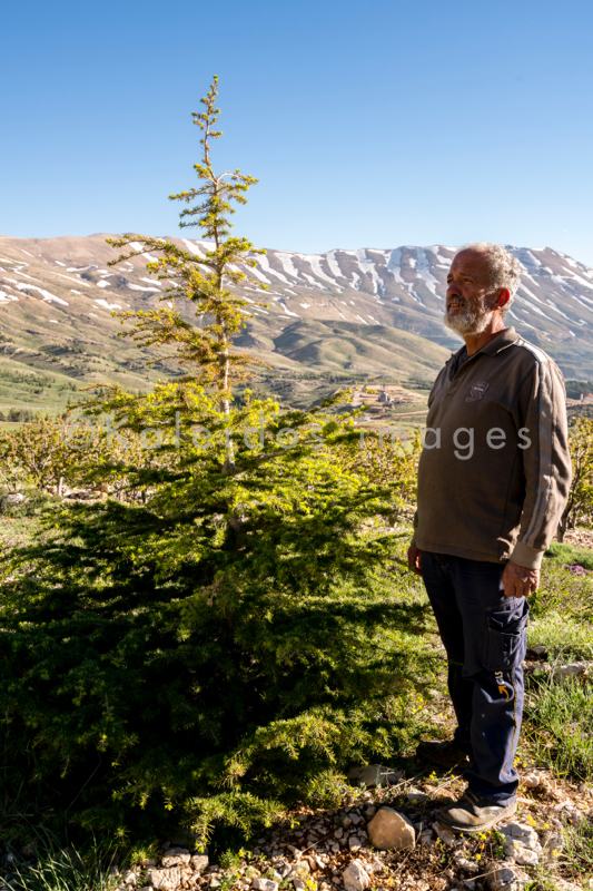 Al Arz;Kaleidos;Kaleidos images;Lebanon;Middle East;Near East;Tarek Charara;Youssef Tawk;Cedars;Cedars of Lebanon;Cedrus libani